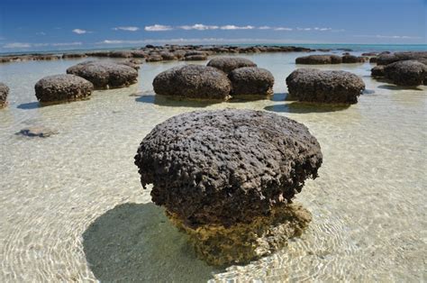 Morphology Stromatolites