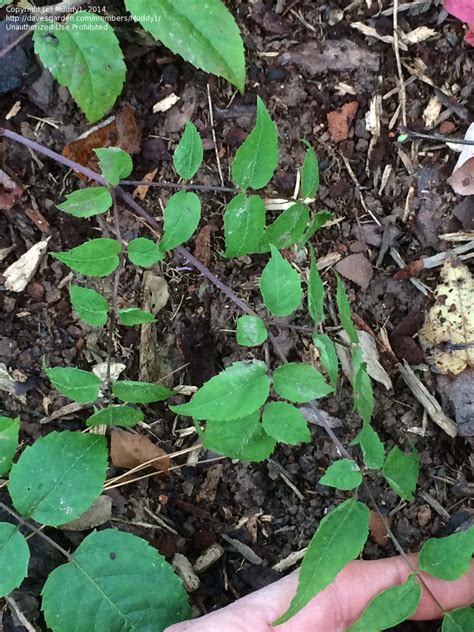 Japanese aralia grows best in partial shade but can also be placed in a fully shady corner of your garden, where it can be the central attraction through its architectural shape. PlantFiles Pictures: Japanese Angelica Tree (Aralia elata ...