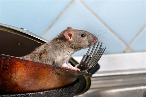 Signs Of Rat Infestations Cimex Control