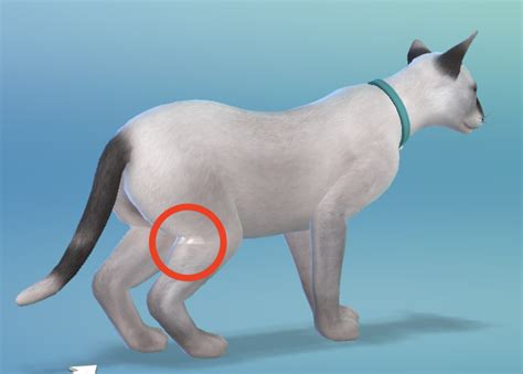 Solved Fixed Sims 4 Glitched Pet Texture Related To Collar Answer Hq