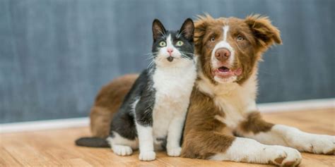 Fostering A Furriendship How To Introduce Your Cat And Dog Seattle