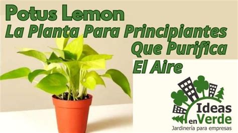Potus Lemon La Planta Para Principiantes Que Purifica El Aire Ideas
