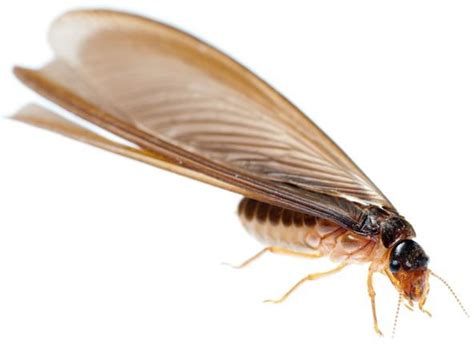 How To Get Rid Of Termites With Wings In House Top Tips