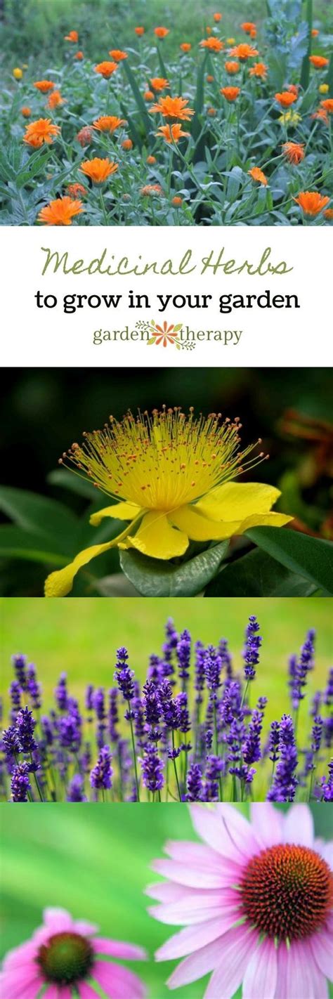 The Top Five Medicinal Herbs To Grow In Your Garden And How They Heal