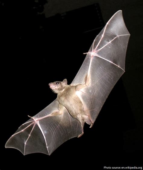 Interesting Facts About Bats Just Fun Facts