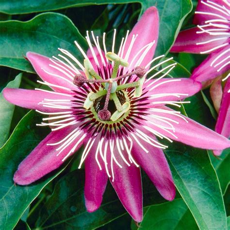 Passiflora Victoria Climbing Garden Plant Free Uk Delivery