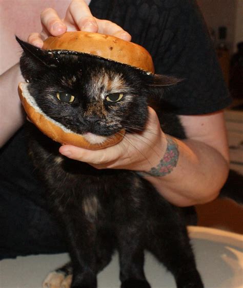 Bagel Cat So Ridiculous But Funny Dog Gone Cute Pinterest