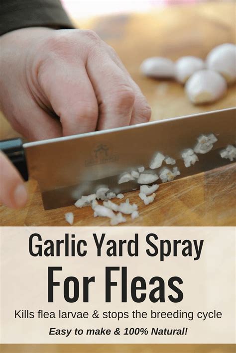 Homemade Garlic Yard Spray For Fleas Homemade Flea Spray Home