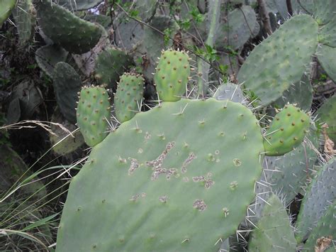 Cactus Plantas Naturaleza Foto Gratis En Pixabay Pixabay