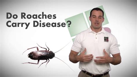 Do Roaches Carry Disease Bulwark Exterminating Roach Control Youtube
