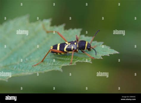 Wasp Beetle Clytus Arietis Uk Stock Photo Alamy
