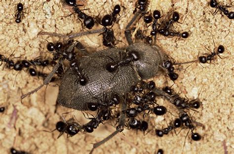 Can Ants Kill Beetles Exploring The Research Behind Ants Hunting And Killing Their Prey Bedbugs