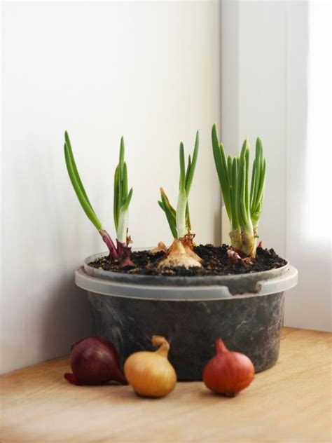 How To Grow Onions In Containers
