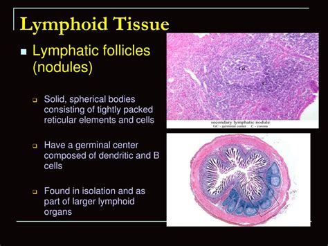 Aggregated Lymphoid Nodules