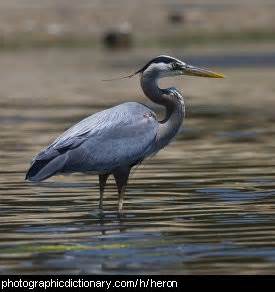 In this post, momjunction brings you the most popular mexican surnames along with their meanings and origins. Birds that start with H