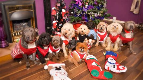 Top 10 Fun Ways To Celebrate Christmas With Your Dog Glamorous Dogs