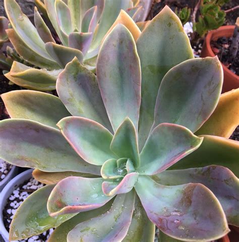 It's normally a pinkish purple color, but can stress to almost any color of the rainbow in heat, cold, or with plenty of sunlight. Graptoveria Fred Ives | Cactus and succulents, Succulent ...
