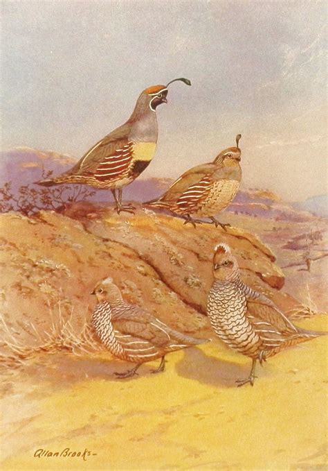 Email me at or personal message from custom designs or changes. Quails // Tattoo Research | Vintage illustration art, Bird ...
