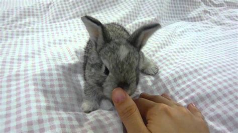 Sweetest And Cutest Grey Bunny Rabbit Ever Youtube