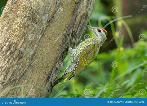Streak Throated Woodpecker Picus Xanthopygaeus Stock Image Image Of