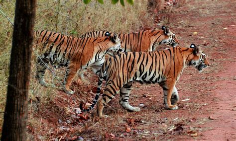 Number Of Tigers In Sundarbans Climbs To From