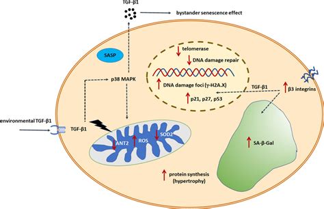 Tgf Signaling And Molecular Modulators Of Cellular Senescence