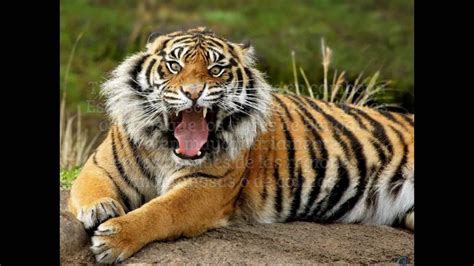 Erick axl canino on instagram: Especies de tigres - YouTube