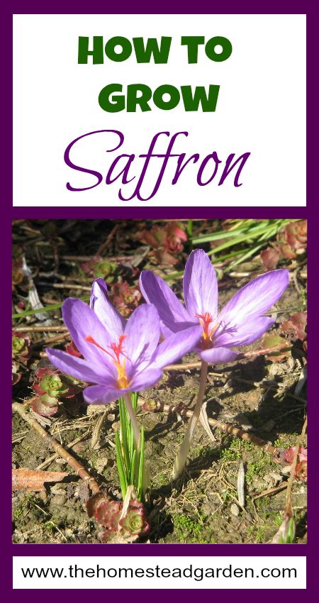 How To Grow Saffron Hydroponic Growing Organic Gardening Tips