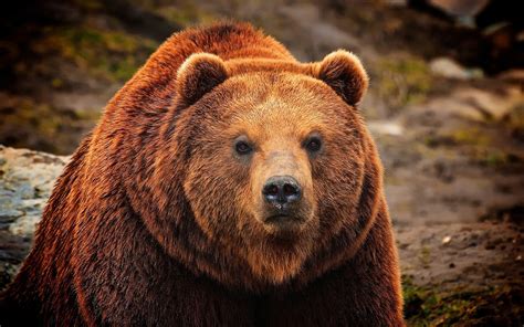 Download Wallpaper For 2560x1440 Resolution Brown Bear Face Close Up