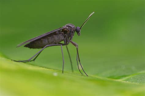 Getting Rid Of Gnats Gnat Control How To Kill Gnats