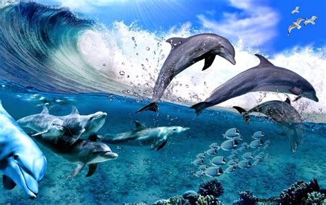 48 Free Animated Dolphin Screensavers Wallpaper Wallp