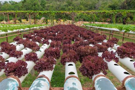 Organic Hydroponic Vegetable In The Cultivation Farm Stock Image