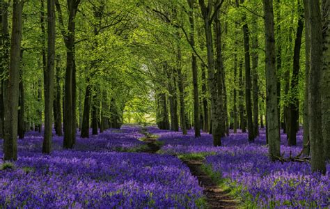 Forest Scene With Bluebell Path The Ted Tree