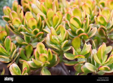 Crassula Ovata Hummels Sunset Hi Res Stock Photography And Images