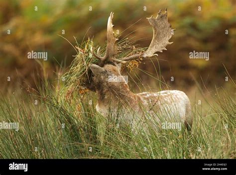 Fallow Deer Stag With Vegetation On His Head And Antlers Stock Photo