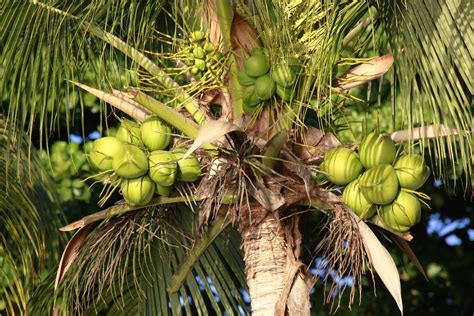 What Is A Coconut A Seed Fruit Or Nut