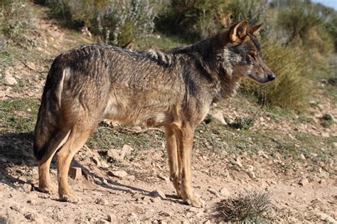 Iberian Wolf Canis Lupus Signatus This Sub Species Of The Flickr