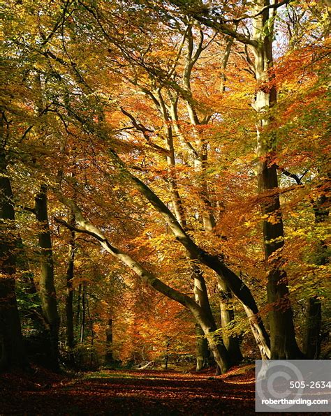 Beech Trees In Autumn Foliage Stock Photo