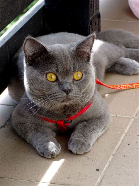 When choosing a british shorthair for your family, pricing usually depends on type, applicable markings, and parentage. British Shorthair Cat Price Usa - Animal Friends