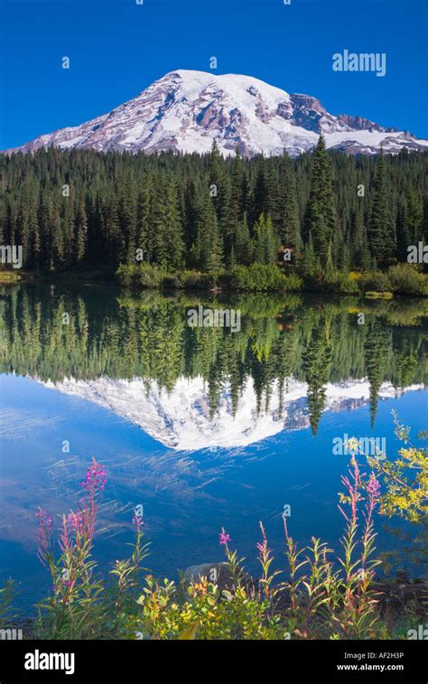Wildflowers And Mount Rainier From Reflection Lake Mount Rainier
