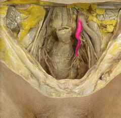 Cadaver ONLY Flashcards | Quizlet