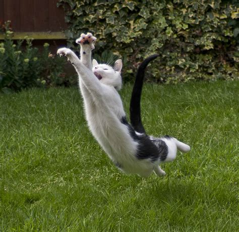 Psbattle A Cat Jumping Photoshopbattles