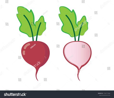 Radish Flat Vector Isolated On White Stock Vector Royalty Free