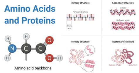 Amino Acids And Proteins Definition Structure Types Functions 2022