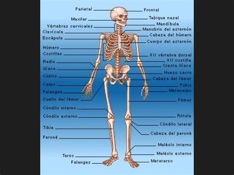 Cuantos Huesos Tiene El Esqueleto Humano