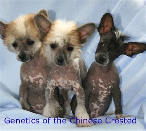 The Genetics Of The Chinese Crested Dog Hubpages