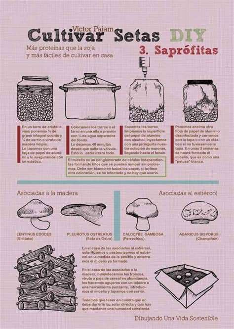 Incluso puedes cultivar champiñones en casa. Cultiva Setas en casa - Ecocosas