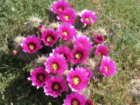 Cactus and their fruits are a large part of mexican cuisine. How to Pick and Eat Prickly Pear Cactus : 7 Steps (with ...