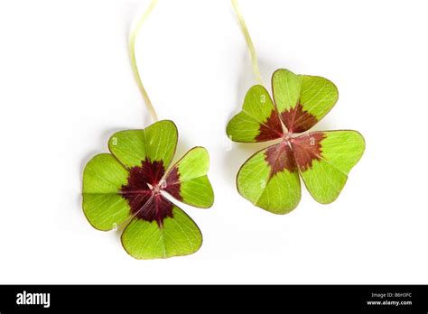 Two Four Leaf Clovers On A White Background Stock Photo Alamy