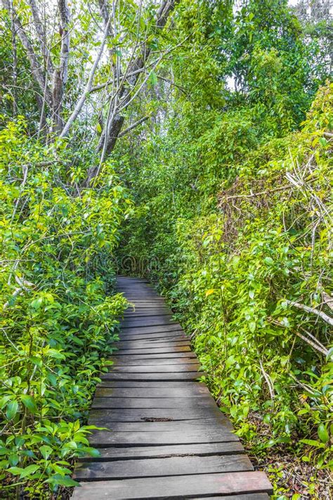 Tropical Jungle Plants Trees Wooden Walking Trails Sian Kaan Mexico